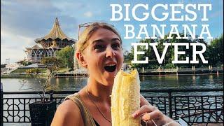 Borneo’s Biggest Banana! 