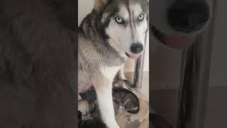 Overcute Husky Puppies