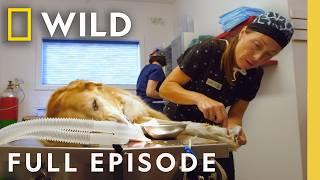 Winter in Canada (Full Episode) | Dr. Oakley, Yukon Vet | Nat Geo Animals