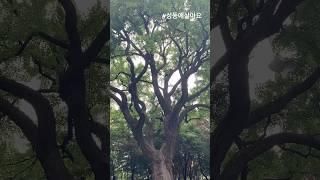 걸어서 성동속으로.. 무려 400살?