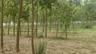 popular trees for sale in pakistan | sufaida trees for sale | cgam