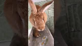 Кролик и вкусняшка. #кролик #позитив #rabbit #смешныеживотные #приколысживотными #pets #юмор