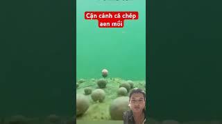 Cá chép ăn mồi #fishing #caucathugian #cauca #carpfishing ##fish #fishinglife #dungfising36
