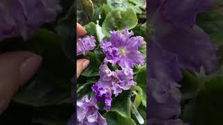 Немного фиалочек… #цветы #flowers #сад #фиалка #фиалки #сенполия