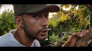 Gardening with Gabriel - Harvesting fruit from Quesnelia testudo