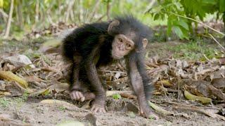 Chimpanzee Conservation Efforts with NASA and Jane Goodall