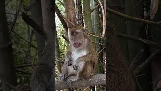 Monkey #nature #travel #monkey #browse #shorts #feeds