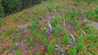 Silviculture Surveying with UAVs in Forest Management