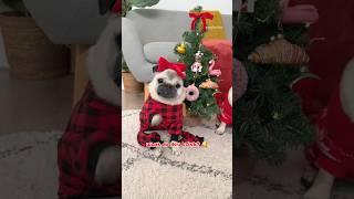 LOULOU & MOSY are putting up their own SPECIAL Christmas tree! ️ #pug #dog