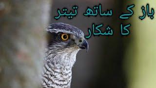 amazing hunting of partridge with goshawk||falconry art of kings