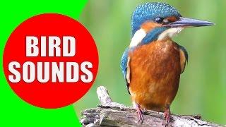 Bird sounds for kids - PART 1 - Bird Identification: Children Learn Common City Birds and Fowls