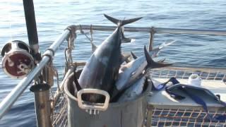 Tuna Fishing In Cyprus