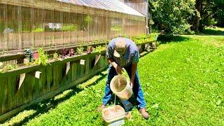 Making fish fertilizer and potato field update!