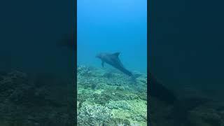 Strangest dolphin behaviour seen on scuba! #dolphin #strangeanimal #underwaterlife #ocean #scuba