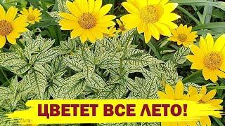 НЕПРИХОТЛИВЫЙ ЦВЕТОК, ЦВЕТУЩИЙ ВСЕ ЛЕТО! Посадите в саду - не пожалеете