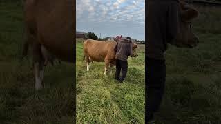 На старті біжимо додому#villagelife #diy #cow #farm #farmer #animal #animals #farming #village