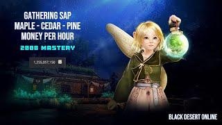 [BDO] Gathering Sap - Maple - Cedar - Pine - 2000 Mastery - Money Per Hour - 2024