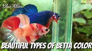 BEAUTIFUL TYPES OF BETTA FISH COLOR FOR BETTA LOVER