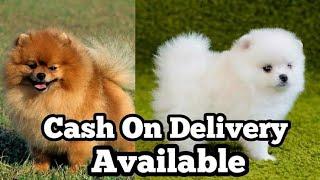 Dogs For Sale | Chandigarh Pet Shop | Mohali Pet Shop #mohalipetvlogs