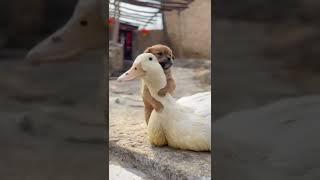 Duck and Dog love. Heating together. #shorts
