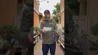 How to make a bonsai #bonsai #gardening #garden #bonsaitree #howtobonsai #plants #education #howto