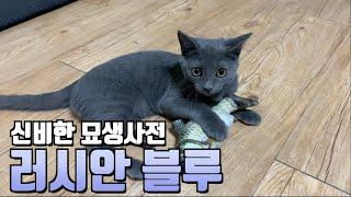 [ENG SUB] 신비한묘생사전- 고양이 계의 슈가맨 러시안 블루