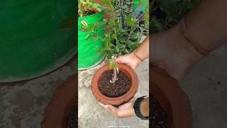 How to plant hibiscus plant || Soil mix for hibiscus plant to get flowers