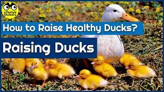 Raising Ducks - How to Raise Healthy Ducks