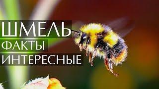 Шмель - интересные факты