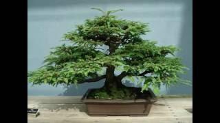 Dwarf Weeping Norway Spruce Bonsai Tree