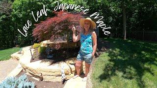 Lace Leaf Japanese Maple TREE OF THE WEEK!