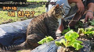 사람을 따라다니는 고양이? / 12마리 고양이들과 함께 하는 시골살이 vlog