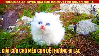 Mèo con đi lạc may mắn gặp được chàng trai tốt bụng || Review Con Người và Cuộc Sống