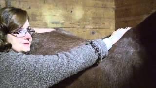 Energy Healer For Horses