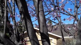 Pruning a Purple Leaf Plum