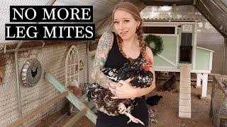 Get RID of Scaley Leg Mite in Chickens - SIMPLE & Easy!