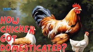 How Chicken got Domesticated?