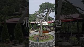  마음이 쉬어가는 풍경  A Scenery Where the Heart Rests #감성풍경