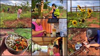 FARTURAS EM DIA DE CHUVA |MUITO TRABALHO AQUI NA ROÇA-FAMÍLIA TODA AJUDA NO SERVIÇO ️