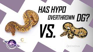 Hypo OVERTHROWN Desert Ghost? | Ball Python Morph Deep Dive | #ballpython #snake #reptiles