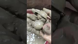 Duck video viral video