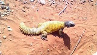 Uromastyx :: The Audiopedia