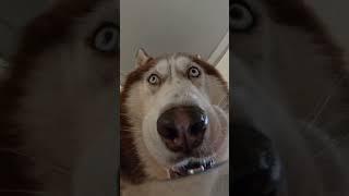 IF SUSPICIOUS WAS A DOG #CuteAnimalClips #ViralAnimals #FunnyAnimalVideos #AdorablePets