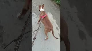 when leo meets his friend #pitbull #leodog #iamleo #reel #video #viral