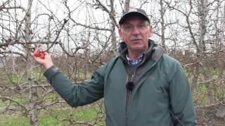 'Click' pruning demonstration in pears