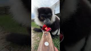 Spoon feeding animals POV