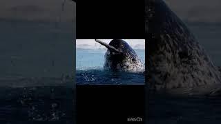 ￼￼Вымерающие морские животные