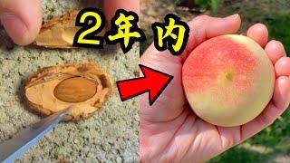 吃完的桃核直接种 两年内结出大桃子 种桃树全过程全集 Grow Peach Tree From Seed in Two Years 100% Complete