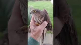 sparrow hawk attacked my avairy and got trapped so I caught it and told it off #birds #hawks