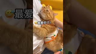 【貓咪叫不苦】我的貓真的是不放過任何一個跟我撒嬌的機會 #Shorts